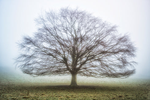 Tree of Life - 4 Seasons - Set of 4 Prints